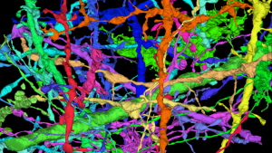 Argonne's Exascale Computing Pushes the Limits of 3D Neuronal Mapping